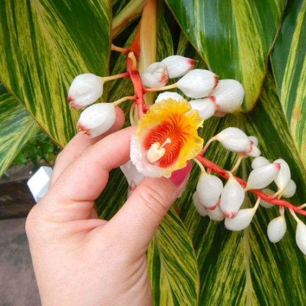 Flowers and foliage on Maui