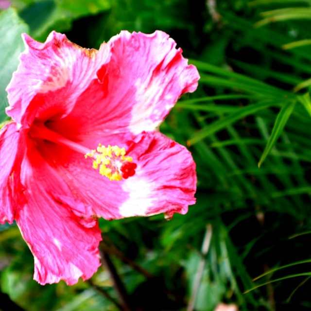 Flowers and foliage on Maui