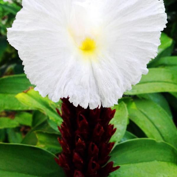 Crepe Speciosus Costus