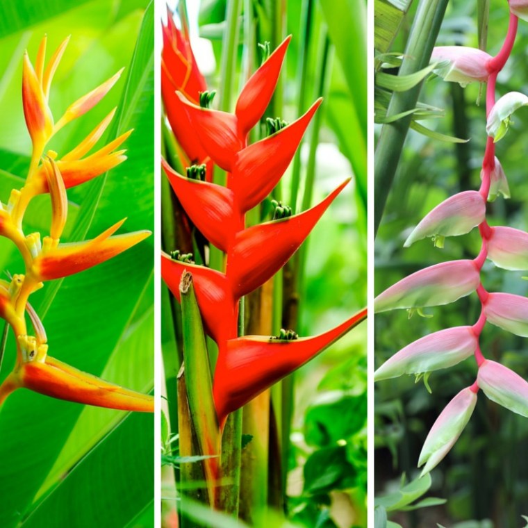 Heliconia mix of flowers