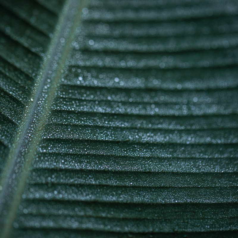 leaves with dew drops