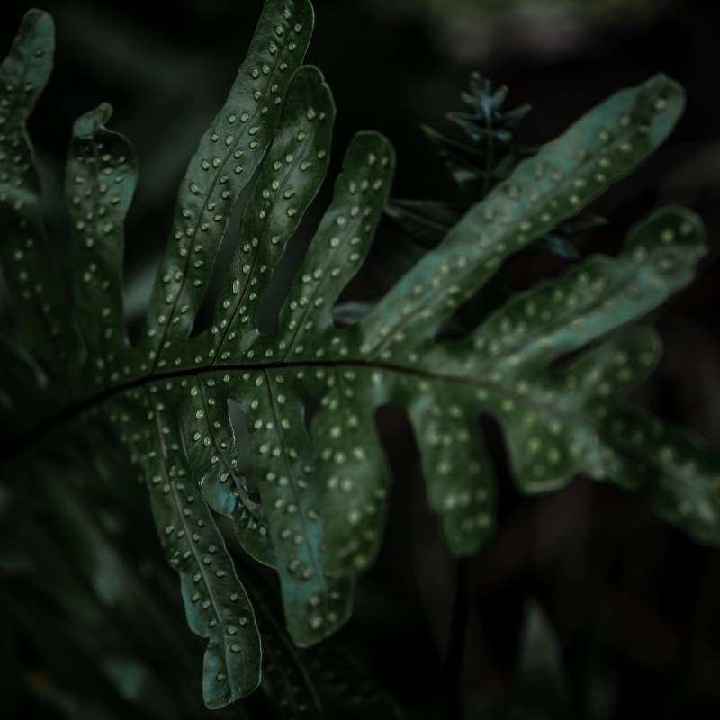 green leaves in jungle