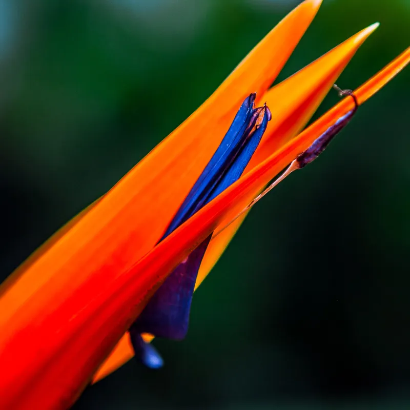 orange and blue flower