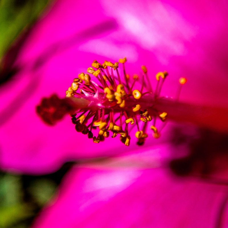 pink flower up close