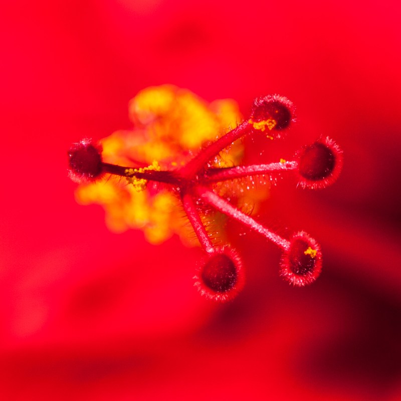 middle of red flower
