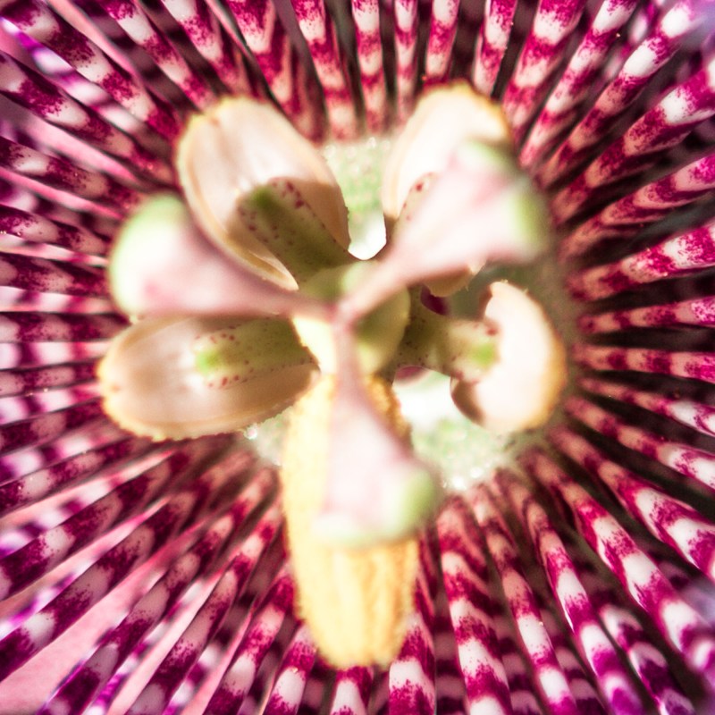 pink striped flower up close