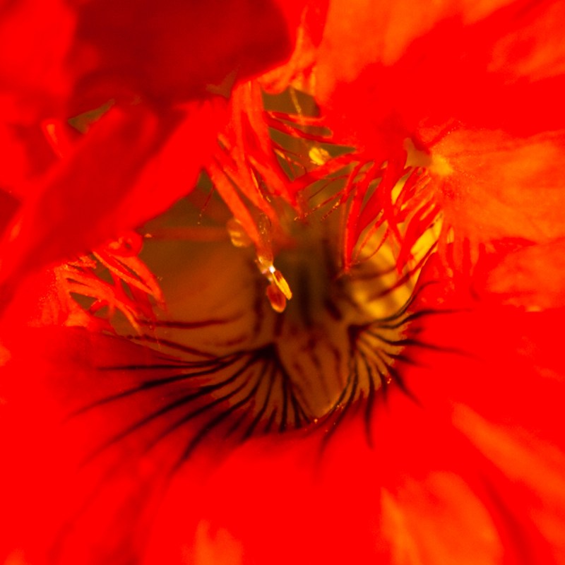 center of red flower