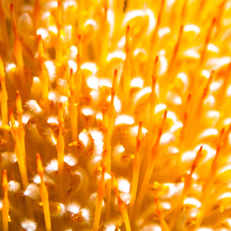 up close of yellow plant